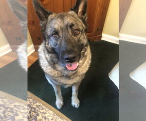 Akita-Norwegian Elkhound Mix Dogs for adoption in Doylestown, PA, USA