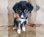Small Photo #9 Australian Shepherd Puppy For Sale in PHOENIX, AZ, USA