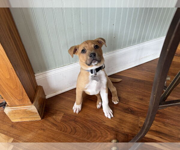 Medium Photo #17 American Staffordshire Terrier Puppy For Sale in Holly Springs, NC, USA