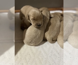 English Cream Golden Retriever Puppy for sale in LUCEDALE, MS, USA