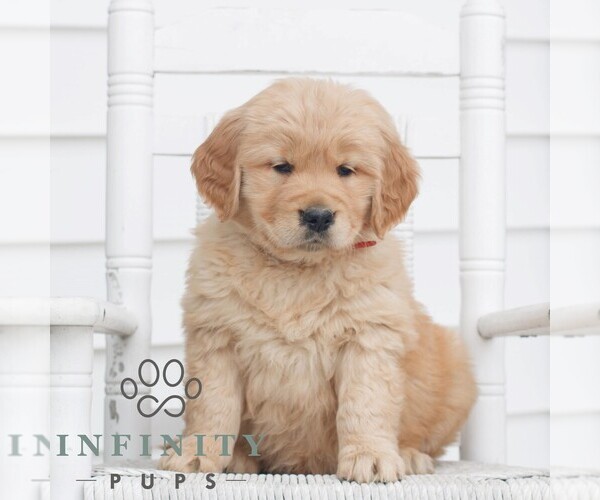 Medium Photo #1 Golden Retriever Puppy For Sale in COATESVILLE, PA, USA