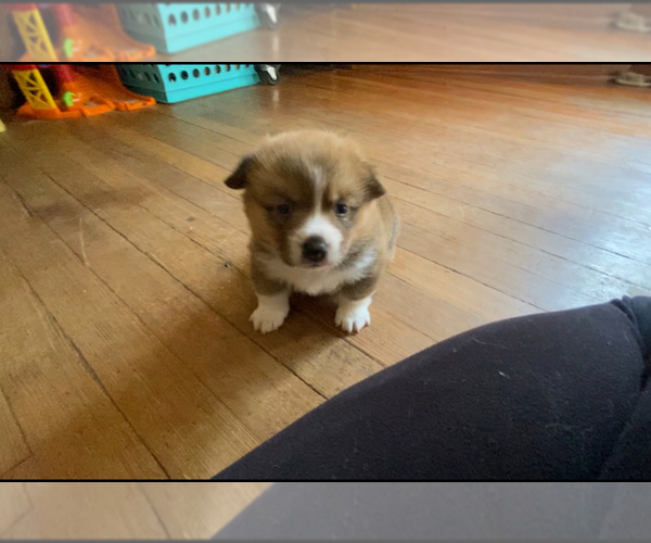 Medium Photo #11 Pembroke Welsh Corgi Puppy For Sale in INDEPENDENCE, MO, USA