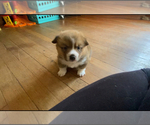 Small #10 Pembroke Welsh Corgi