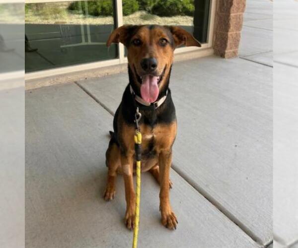 Medium Photo #2 Doberman Pinscher-German Shepherd Dog Mix Puppy For Sale in Las Vegas, NV, USA