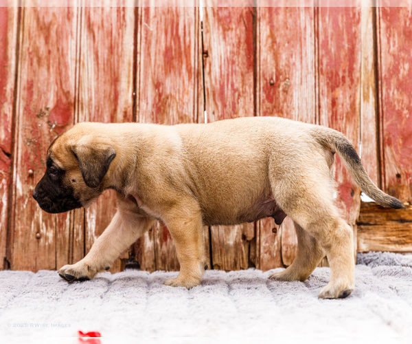 Medium Photo #52 Mastiff Puppy For Sale in WAKARUSA, IN, USA