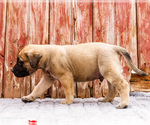Small Photo #52 Mastiff Puppy For Sale in WAKARUSA, IN, USA
