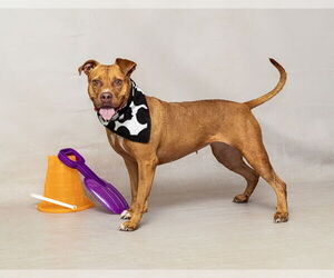 American Pit Bull Terrier-Unknown Mix Dogs for adoption in Sanford, FL, USA