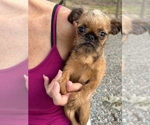 Brussels Griffon Puppy for sale in POWHATAN, VA, USA