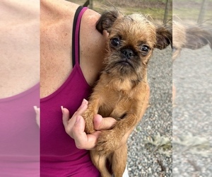 Medium Brussels Griffon