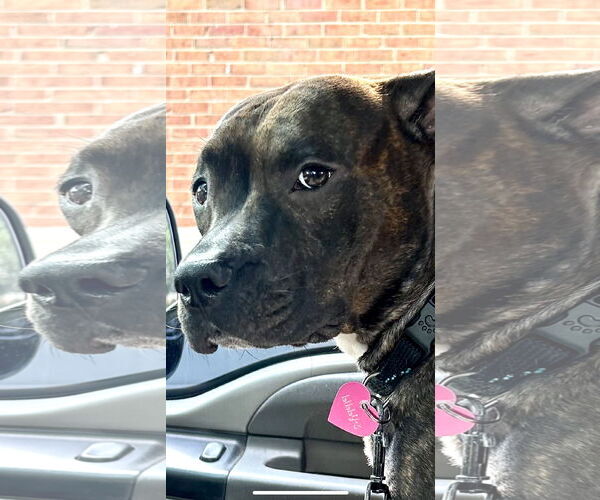 Medium Photo #11 Staffordshire Bull Terrier Puppy For Sale in Mount Laurel, NJ, USA