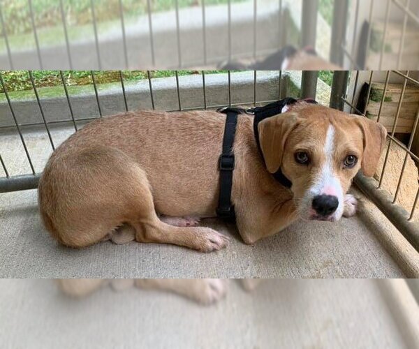 Medium Photo #11 Beagle-Unknown Mix Puppy For Sale in Meridian, MS, USA