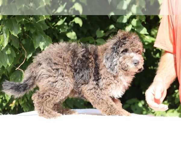 Medium Photo #4 Bernedoodle (Miniature) (+ Poodle Miniature) Puppy For Sale in DYERSBURG, TN, USA