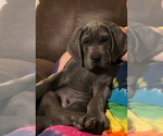 Small Photo #39 Great Dane Puppy For Sale in SAND SPRINGS, OK, USA