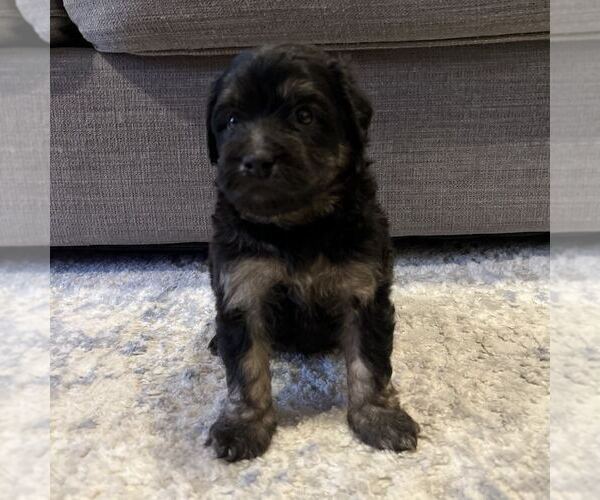 Medium Photo #4 Australian Mountain Dog Puppy For Sale in CULPEPER, VA, USA