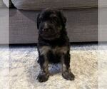 Small #3 Australian Mountain Dog