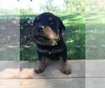 Small Photo #4 Rottweiler Puppy For Sale in GOSHEN, IN, USA