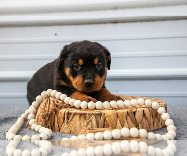 Medium Photo #4 Rottweiler Puppy For Sale in BRYANT, IN, USA