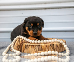Small Photo #4 Rottweiler Puppy For Sale in BRYANT, IN, USA