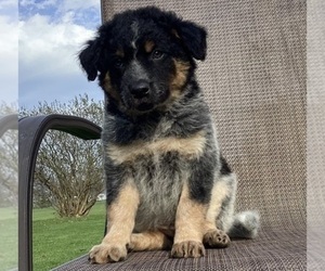 Australian Cattle Dog-Border Collie Mix Puppy for Sale in RICHMOND, Michigan USA