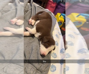 American Staffordshire Terrier-Siberian Husky Mix Puppy for sale in PROVIDENCE, RI, USA