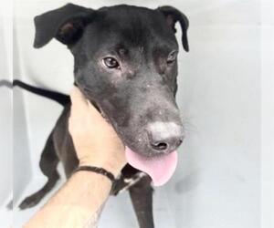 Labrador Retriever-Unknown Mix Dogs for adoption in Houston, TX, USA