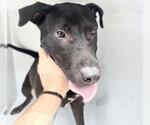 Small Labrador Retriever Mix