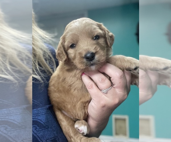 Medium Photo #2 Goldendoodle Puppy For Sale in NEWTON, NC, USA