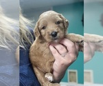 Small #1 Goldendoodle