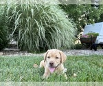Puppy Puppy 2 leo Labrador Retriever