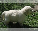 Small Photo #6 English Cream Golden Retriever Puppy For Sale in PARTRIDGE, KS, USA