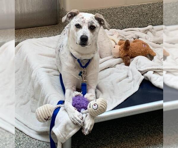Medium Photo #2 Catahoula Leopard Dog-Labrador Retriever Mix Puppy For Sale in Boston, MA, USA