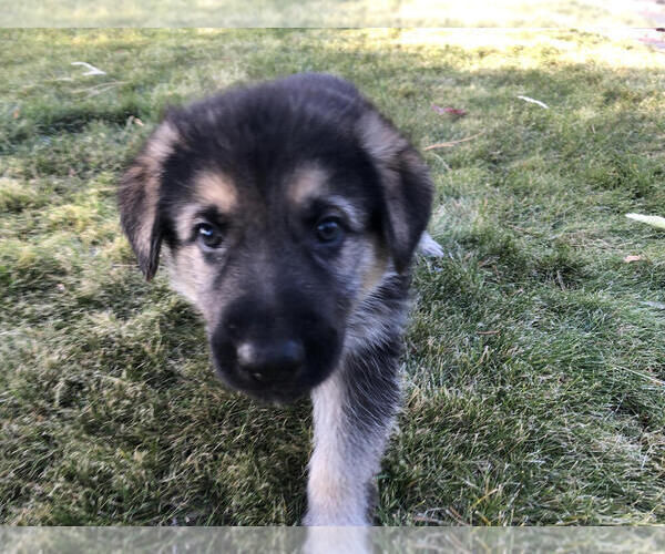 Medium Photo #2 German Shepherd Dog Puppy For Sale in BEND, OR, USA
