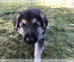 Small Photo #2 German Shepherd Dog Puppy For Sale in BEND, OR, USA