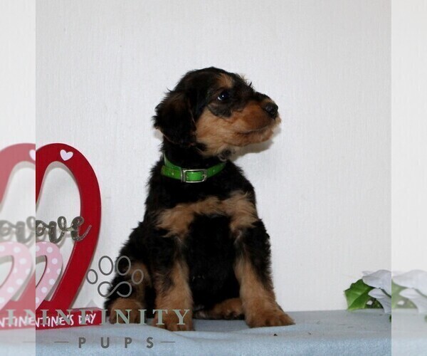 Medium Photo #3 Airedale Terrier Puppy For Sale in HOLTWOOD, PA, USA