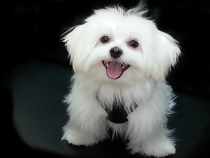 Medium Photo #1 Maltese Puppy For Sale in PORTLAND, OR, USA