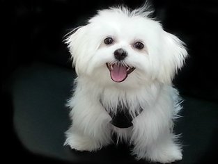 Father of the Maltese puppies born on 06/15/2017
