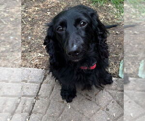 Dachshund Dogs for adoption in Sioux Falls, SD, USA