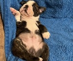 Small #2 Boston Terrier