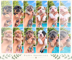 Olde English Bulldogge Puppy for sale in FORT WORTH, TX, USA