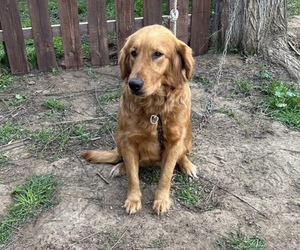 Golden Retriever Puppy for sale in ELDERWOOD, CA, USA
