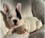 Small Photo #1 French Bulldog Puppy For Sale in RENTON, WA, USA