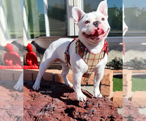 Father of the French Bulldog puppies born on 04/27/2025