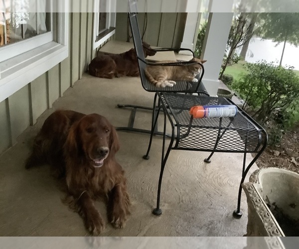 Medium Photo #11 Irish Setter Puppy For Sale in HAMILTON, AL, USA