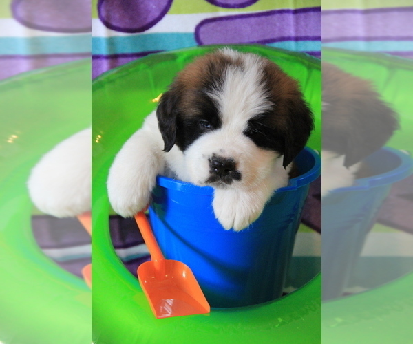 Medium Photo #6 Saint Bernard Puppy For Sale in MOUNT CLEMENS, MI, USA