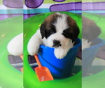 Small #5 Saint Bernard