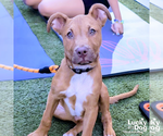 Small #9 Retriever  Mix