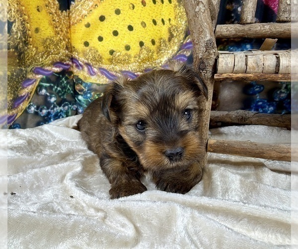 Medium Photo #12 Morkie Puppy For Sale in CASSVILLE, MO, USA