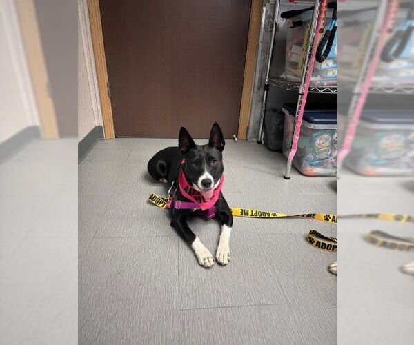 Medium Photo #3 Australian Kelpie-Unknown Mix Puppy For Sale in San Bernardino, CA, USA