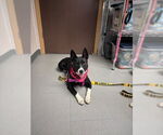 Small #2 Australian Kelpie Mix