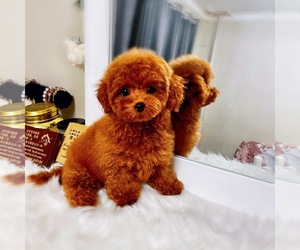 Poodle (Toy) Puppy for sale in ASTORIA, NY, USA